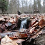 Spacer po Puszczy Jodłowej w Świętej Katarzynie / Robert Felczak / Radio Kielce