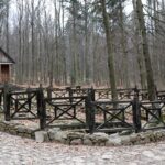 Spacer po Puszczy Jodłowej w Świętej Katarzynie / Robert Felczak / Radio Kielce