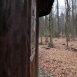 Spacer po Puszczy Jodłowej w Świętej Katarzynie / Robert Felczak / Radio Kielce