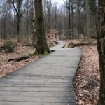 Spacer po Puszczy Jodłowej w Świętej Katarzynie / Robert Felczak / Radio Kielce