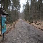 Spacer po Puszczy Jodłowej w Świętej Katarzynie / Robert Felczak / Radio Kielce