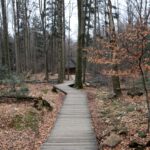 Spacer po Puszczy Jodłowej w Świętej Katarzynie / Robert Felczak / Radio Kielce