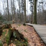 Spacer po Puszczy Jodłowej w Świętej Katarzynie / Robert Felczak / Radio Kielce