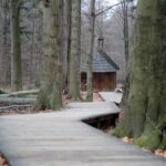 Spacer po Puszczy Jodłowej w Świętej Katarzynie / Robert Felczak / Radio Kielce