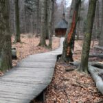 Spacer po Puszczy Jodłowej w Świętej Katarzynie / Robert Felczak / Radio Kielce