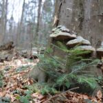 Spacer po Puszczy Jodłowej w Świętej Katarzynie / Robert Felczak / Radio Kielce