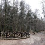 Spacer po Puszczy Jodłowej w Świętej Katarzynie / Robert Felczak / Radio Kielce