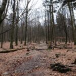 Spacer po Puszczy Jodłowej w Świętej Katarzynie / Robert Felczak / Radio Kielce