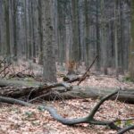 Spacer po Puszczy Jodłowej w Świętej Katarzynie / Robert Felczak / Radio Kielce