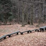 Spacer po Puszczy Jodłowej w Świętej Katarzynie / Robert Felczak / Radio Kielce