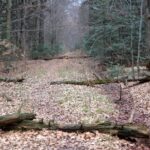 Spacer po Puszczy Jodłowej w Świętej Katarzynie / Robert Felczak / Radio Kielce