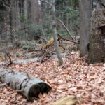 Spacer po Puszczy Jodłowej w Świętej Katarzynie / Robert Felczak / Radio Kielce