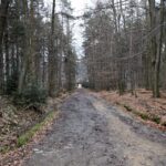 Spacer po Puszczy Jodłowej w Świętej Katarzynie / Robert Felczak / Radio Kielce