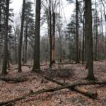 Spacer po Puszczy Jodłowej w Świętej Katarzynie / Robert Felczak / Radio Kielce