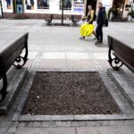 Kielce. Wymiana drzew na ulicy Sienkiewicza (3 kwietnia 2017 r) / Jarosław Kubalski / Radio Kielce