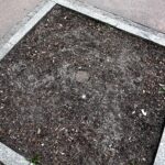 Kielce. Wymiana drzew na ulicy Sienkiewicza (3 kwietnia 2017 r) / Jarosław Kubalski / Radio Kielce