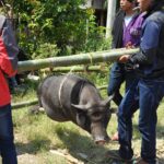 "Muzyczne Podróże Przez Świat". Indonezja. Sulawesi / Majka Szura