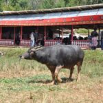 "Muzyczne Podróże Przez Świat". Indonezja. Sulawesi / Majka Szura