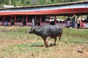 "Muzyczne Podróże Przez Świat". Indonezja. Sulawesi / Majka Szura