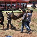 "Muzyczne Podróże Przez Świat". Indonezja. Sulawesi / Majka Szura