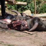 "Muzyczne Podróże Przez Świat". Indonezja. Sulawesi / Majka Szura