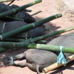 "Muzyczne Podróże Przez Świat". Indonezja. Sulawesi / Majka Szura