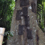 "Muzyczne Podróże Przez Świat". Indonezja. Sulawesi / Majka Szura