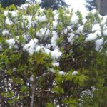 17.04.2017 Jędrzejów. Poniedziałek Wielkanocny ze śniegiem / Ewa Pociejowska - Gawęda / Radio Kielce