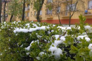 17.04.2017 Jędrzejów. Poniedziałek Wielkanocny ze śniegiem / Ewa Pociejowska - Gawęda / Radio Kielce