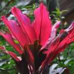 "Muzyczne Podróże Przez Świat". Indonezja. Sulawesi / Majka Szura