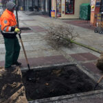 Kielce, ulica Sienkiewicza, sadzenie drzew, nasadzenia / Radio Kielce