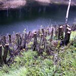 Wycinka drzew na kieleckiej Kadzielni / Jarosław Kubalski / Radio Kielce