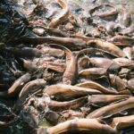 Indie / Andrzej Kadłubek