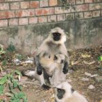 Indie / Andrzej Kadłubek