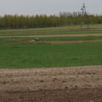 „Interwencja”. Rolnicy z Podlesia skarżą się, że odszkodowania za zniszczone przez dziki uprawy i łąki są zbyt niskie. / Krzysztof Bujnowicz / Radio Kielce