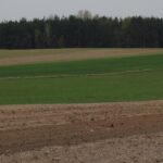 „Interwencja”. Rolnicy z Podlesia skarżą się, że odszkodowania za zniszczone przez dziki uprawy i łąki są zbyt niskie. / Krzysztof Bujnowicz / Radio Kielce