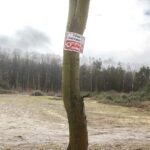 06.03.2017 Kielce. Wycinka drzew na Karczówce przy ulicy Bernardyńskiej. / Jarosław Kubalski / Radio Kielce