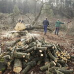 06.03.2017 Kielce. Wycinka drzew na Karczówce przy ulicy Bernardyńskiej. / Jarosław Kubalski / Radio Kielce