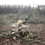 06.03.2017 Kielce. Wycinka drzew na Karczówce przy ulicy Bernardyńskiej. / Jarosław Kubalski / Radio Kielce