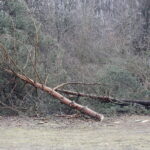 06.03.2017 Kielce. Wycinka drzew na Karczówce przy ulicy Bernardyńskiej. / Jarosław Kubalski / Radio Kielce