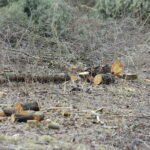 06.03.2017 Kielce. Wycinka drzew na Karczówce przy ulicy Bernardyńskiej. / Jarosław Kubalski / Radio Kielce