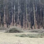 06.03.2017 Kielce. Wycinka drzew na Karczówce przy ulicy Bernardyńskiej. / Jarosław Kubalski / Radio Kielce