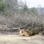 06.03.2017 Kielce. Wycinka drzew na Karczówce przy ulicy Bernardyńskiej. / Jarosław Kubalski / Radio Kielce