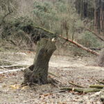 06.03.2017 Kielce. Wycinka drzew na Karczówce przy ulicy Bernardyńskiej. / Jarosław Kubalski / Radio Kielce