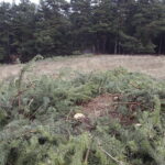 06.03.2017 Kielce. Wycinka drzew na Karczówce przy ulicy Bernardyńskiej. / Jarosław Kubalski / Radio Kielce