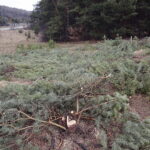 06.03.2017 Kielce. Wycinka drzew na Karczówce przy ulicy Bernardyńskiej. / Jarosław Kubalski / Radio Kielce