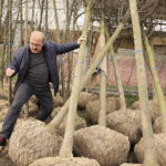 04.04.2017 Kielce. RPZ. Drzewa do posadzenia w mieście. W tym 11 lip, które będą rosły przy ulicy Sienkiewicza. / Jarosław Kubalski / Radio Kielce