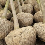 04.04.2017 Kielce. RPZ. Drzewa do posadzenia w mieście. W tym 11 lip, które będą rosły przy ulicy Sienkiewicza. / Jarosław Kubalski / Radio Kielce