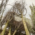 04.04.2017 Kielce. RPZ. Drzewa do posadzenia w mieście. W tym 11 lip, które będą rosły przy ulicy Sienkiewicza. / Jarosław Kubalski / Radio Kielce