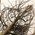 04.04.2017 Kielce. RPZ. Drzewa do posadzenia w mieście. W tym 11 lip, które będą rosły przy ulicy Sienkiewicza. / Jarosław Kubalski / Radio Kielce